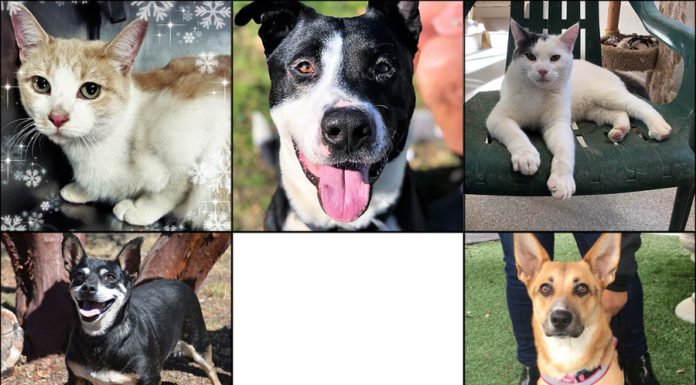 Pets of the Weeks