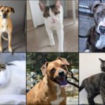 Pets of the Week pets of the week