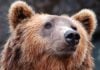 Grrrrr! Angry herders secure bear ban from France’s Macron