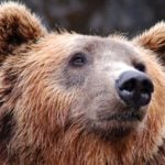 Grrrrr! Angry herders secure bear ban from France’s Macron