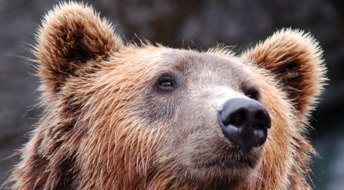 Grrrrr! Angry herders secure bear ban from France’s Macron