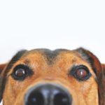 US seeks to tighten rules covering service animals on planes