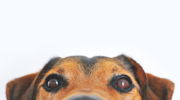 US seeks to tighten rules covering service animals on planes