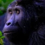 UCSD Health, San Diego Zoo Safari Park team up to save gorilla’s eyesight