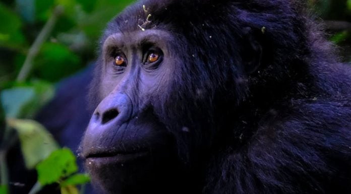 UCSD Health, San Diego Zoo Safari Park team up to save gorilla’s eyesight