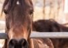 Oklahoma program offers rescue for horses, other equine