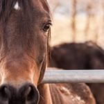 Oklahoma program offers rescue for horses, other equine