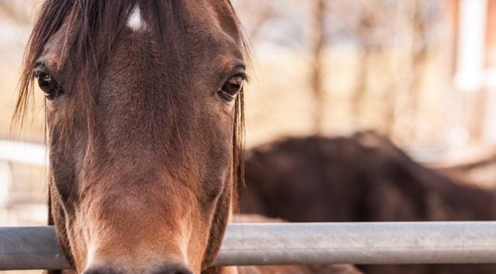 Oklahoma program offers rescue for horses, other equine