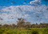 ‘This is huge’: Locust swarms in Africa are worst in decades
