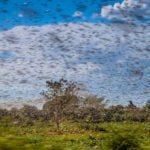 ‘This is huge’: Locust swarms in Africa are worst in decades