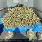 Estimated $100K worth of marijuana discovered during Menifee traffic stop