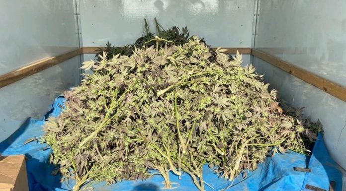 Estimated $100K worth of marijuana discovered during Menifee traffic stop