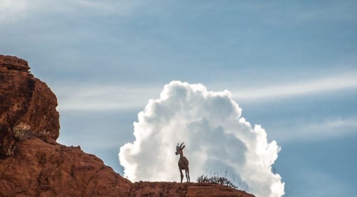 Grand Teton park to begin killing invasive mountain goats