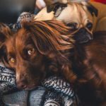 Researchers: Some pet products touted as CBD don’t have any