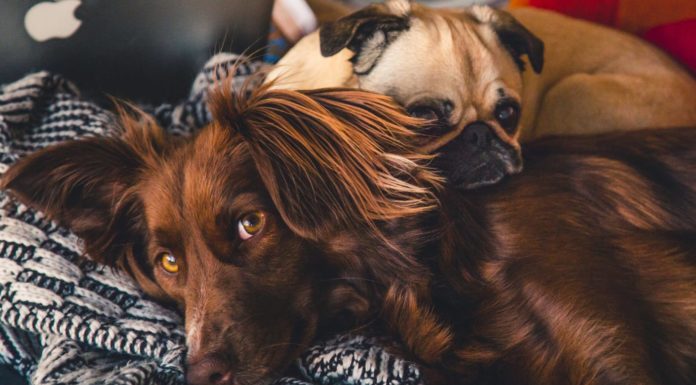 Researchers: Some pet products touted as CBD don’t have any