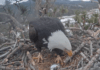 Bald eagle lays egg in California nest watched via live feed