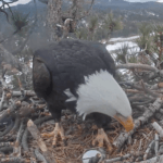 Bald eagle lays egg in California nest watched via live feed