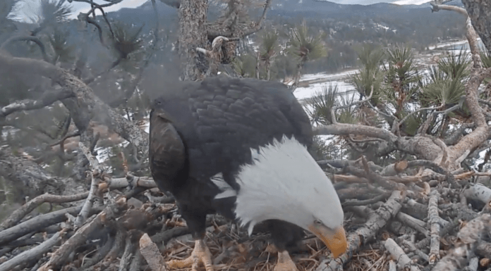 Bald eagle lays egg in California nest watched via live feed