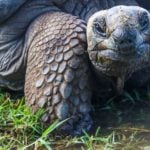 Wildfires threaten unique critters on Australian ‘Galapagos’