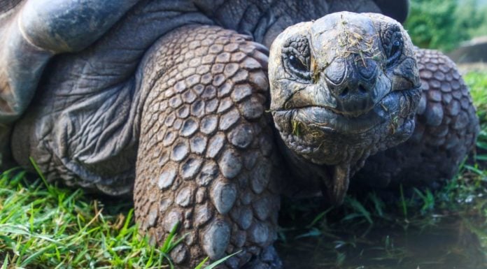 Wildfires threaten unique critters on Australian ‘Galapagos’
