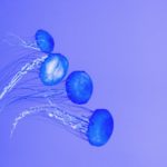 Experts say Med Sea altered by Suez Canal’s invasive species