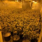 2 suspected of running illegal marijuana grow in Menifee