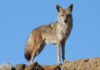 Coyotes present disease risk to domestic pets and people coyote