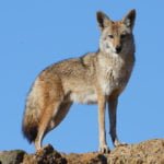Coyotes present disease risk to domestic pets and people coyote