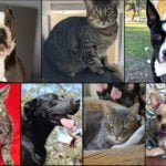 Pets of the Week pets of the week