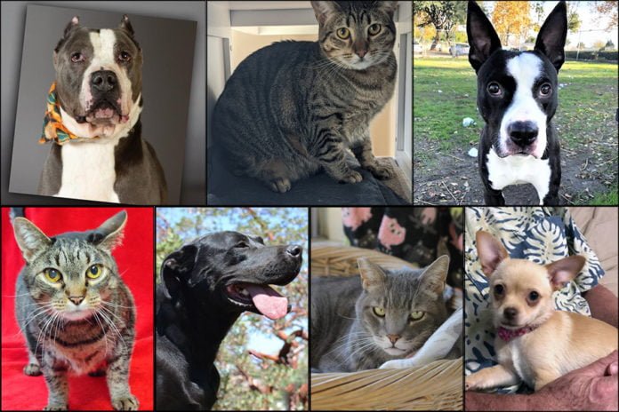 pets of the week