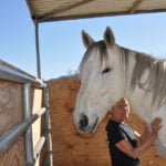 Heavenly Horse Haven presents their Adoptable Animal of the Week: Valen Horse