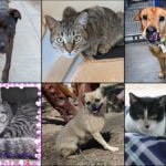 Pets of the Week dogs and cats