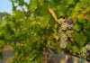 What to expect in Temecula Wine Country in 2020 grapes