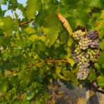 What to expect in Temecula Wine Country in 2020 grapes