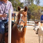 Meet HHH’s Adoptable Animal of the Week: Laya horse