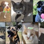 Pets of the Week dogs and cats