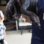 Scales of all shapes and sizes slither their way into The Reptile Shop snake