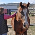 Meet Ruby, HHH’s Adoptable Animal of the Week horse