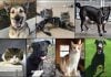Pets of the Week