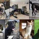 Pets of the Week