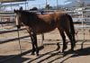 Meet Topaz, HHH’s Adoptable Animal of the week horse