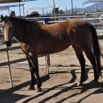 Meet Topaz, HHH’s Adoptable Animal of the week horse