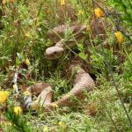 Learn about the local rattlers and local snakes snake in the grass