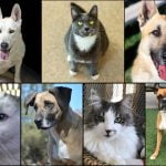 Pets of the Week dogs and cats