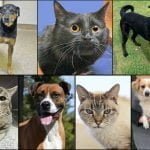 Pets of the Week