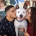 Coronavirus and pets – What you should know dog and owners