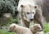 Public debut without public for polar bear cubs at Dutch zoo