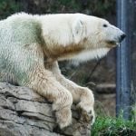 San Diego Zoo, SeaWorld closing amid COVID-19 pandemic