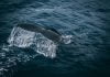 Whales face more fatal ship collisions as waters warm