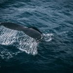 Whales face more fatal ship collisions as waters warm